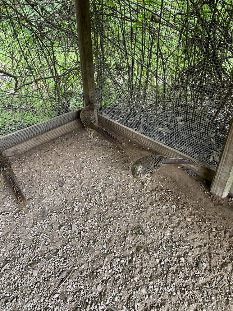 8 Pure Red Golden Pheasant Hatch Eggs