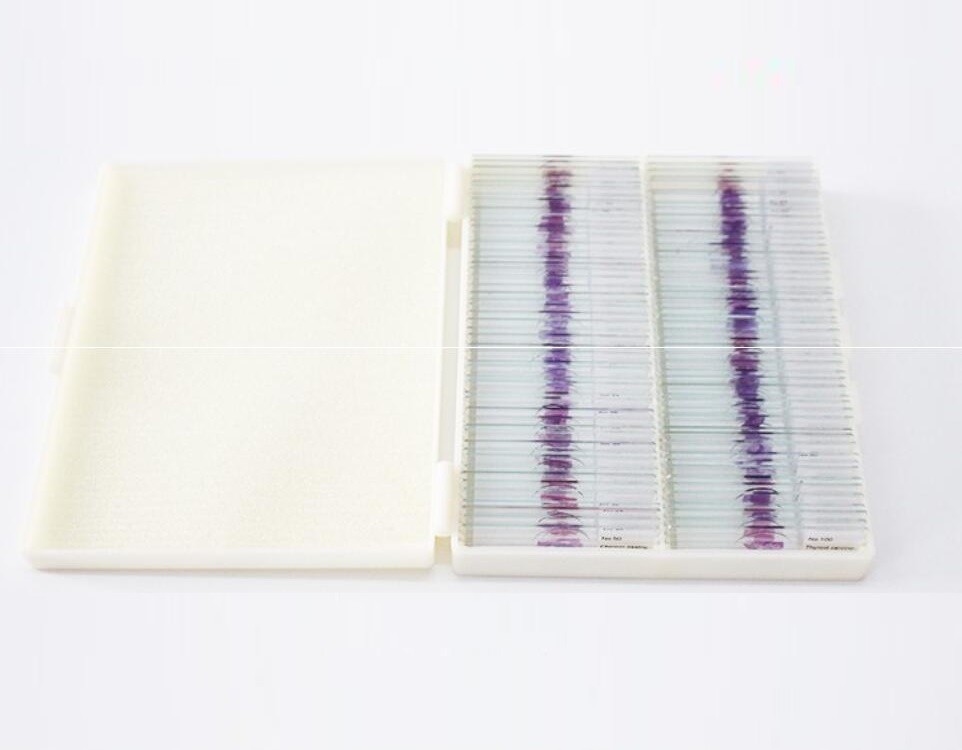 100PCS Mammals Pathology Microscope Prepared Slides Set Specimen