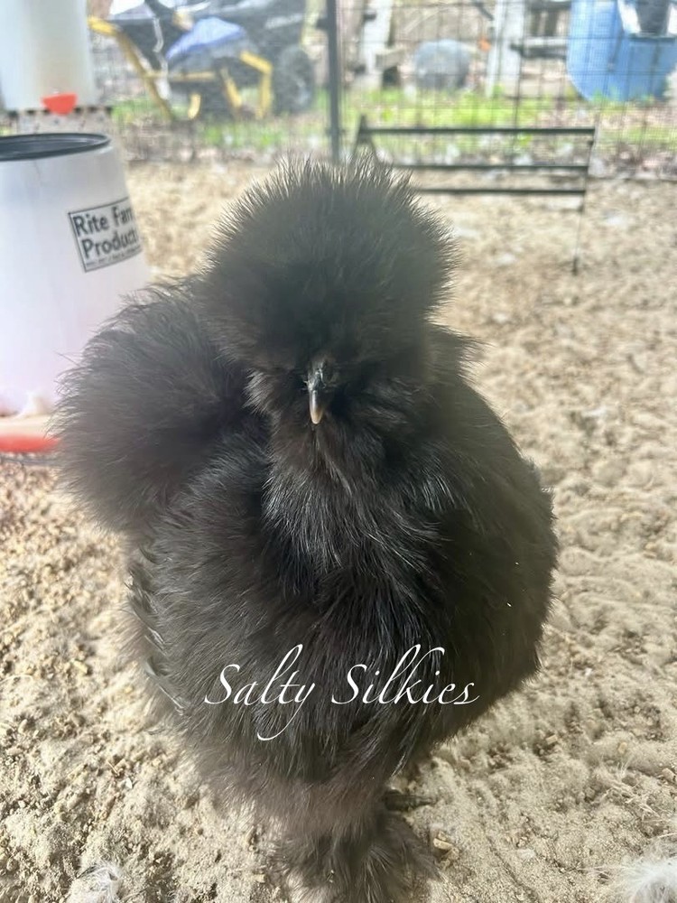Silkie Chicken Hatching Eggs 6+