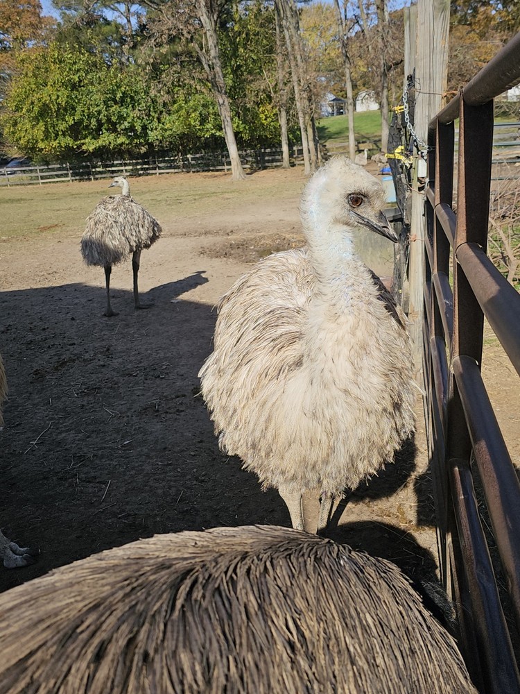 2 Emu Hatching Eggs White Blonde Normals