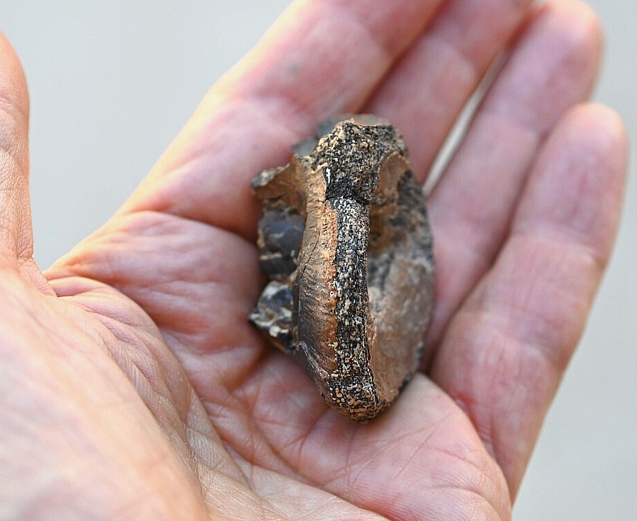 Fossil Tyrannosaur Vertebra (Partial)