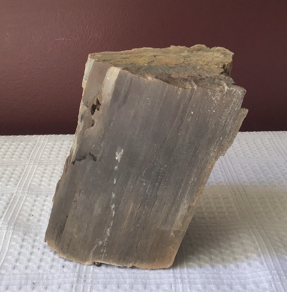 Petrified Wood, about 895 grams