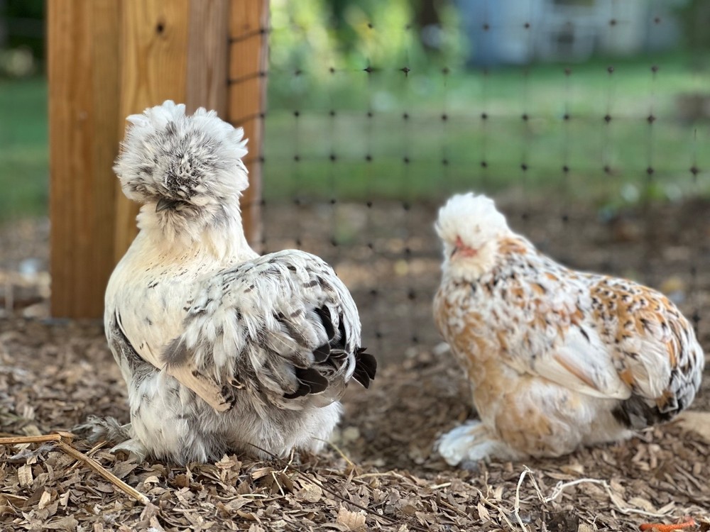 Silkie Hatching Eggs- breeder/show quality