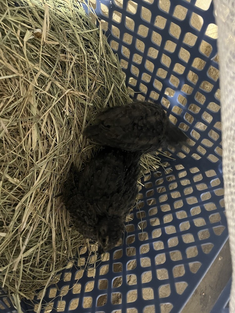 48 All Black Coturnix Quail Hatching Eggs