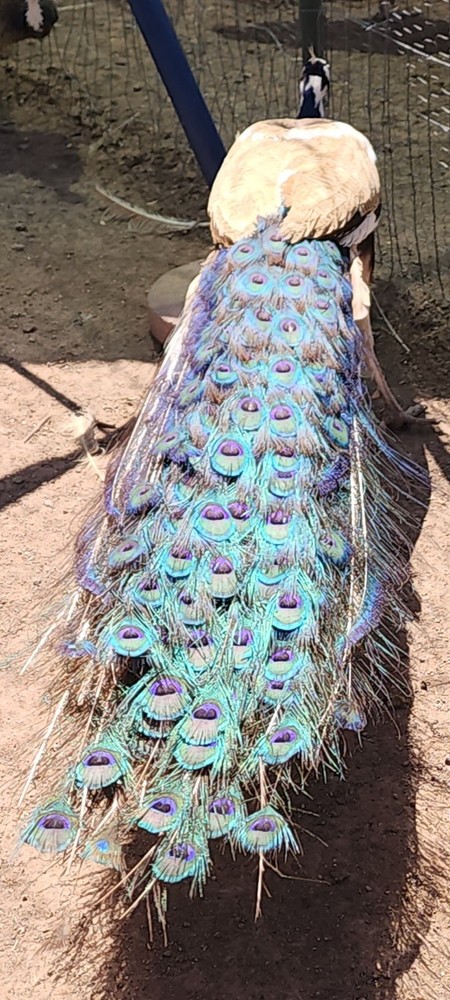 Peacock Hatching Eggs (Presale - Actively Laying) 5 Eggs