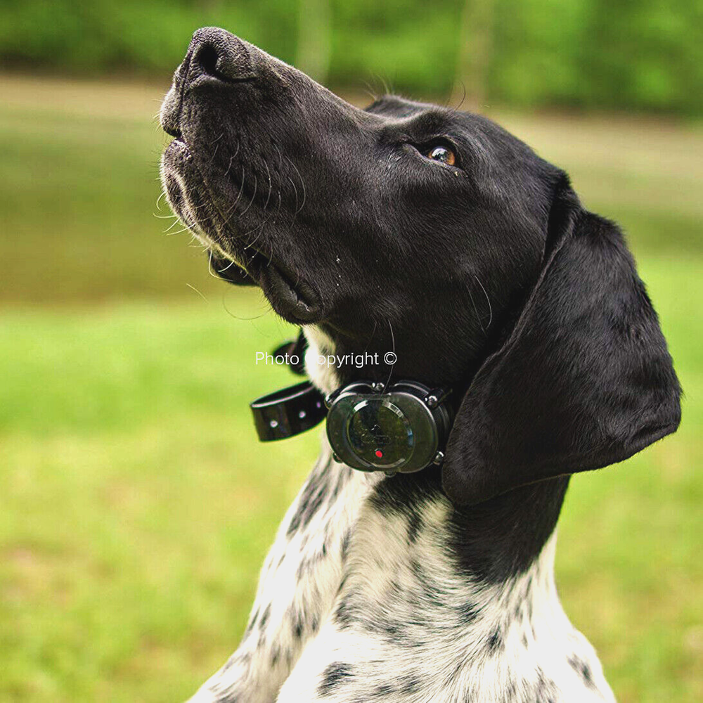 DT Systems Micro-iDT PLUS Expandable Dog Remote Trainer