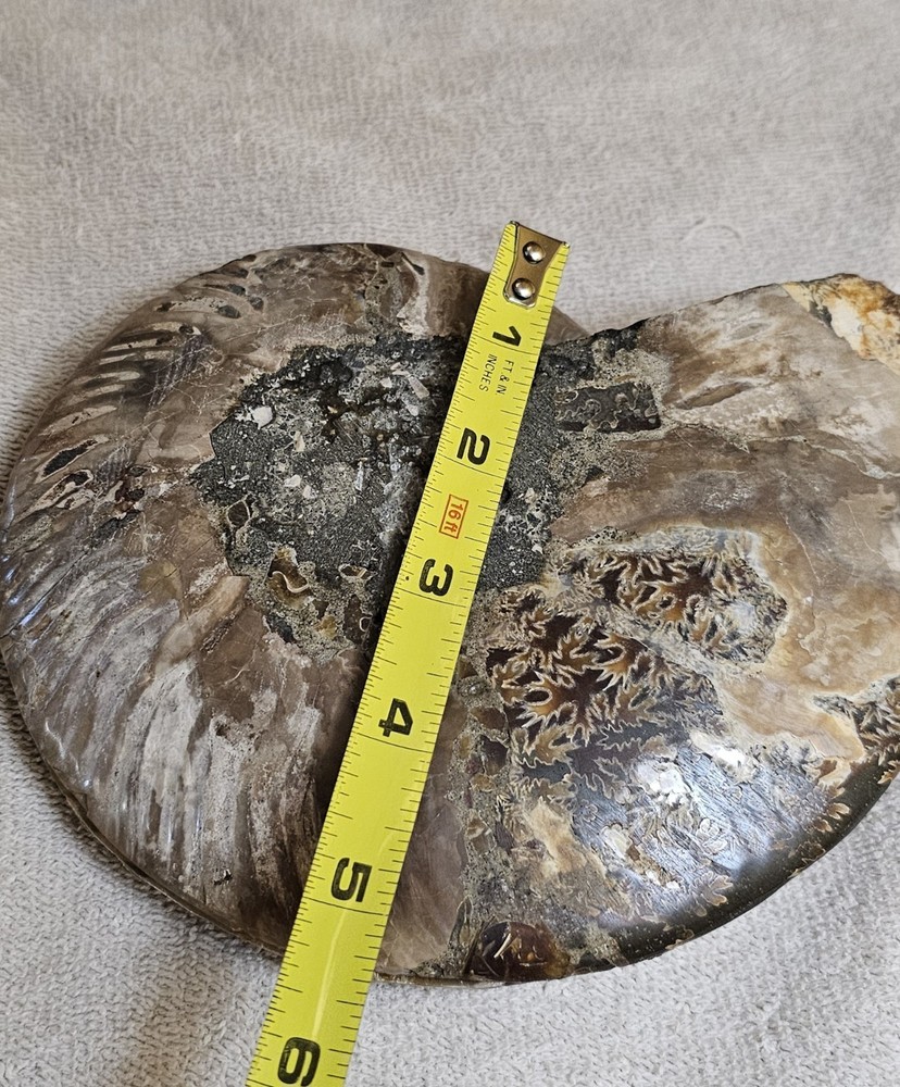 Ammonite Natural Pair