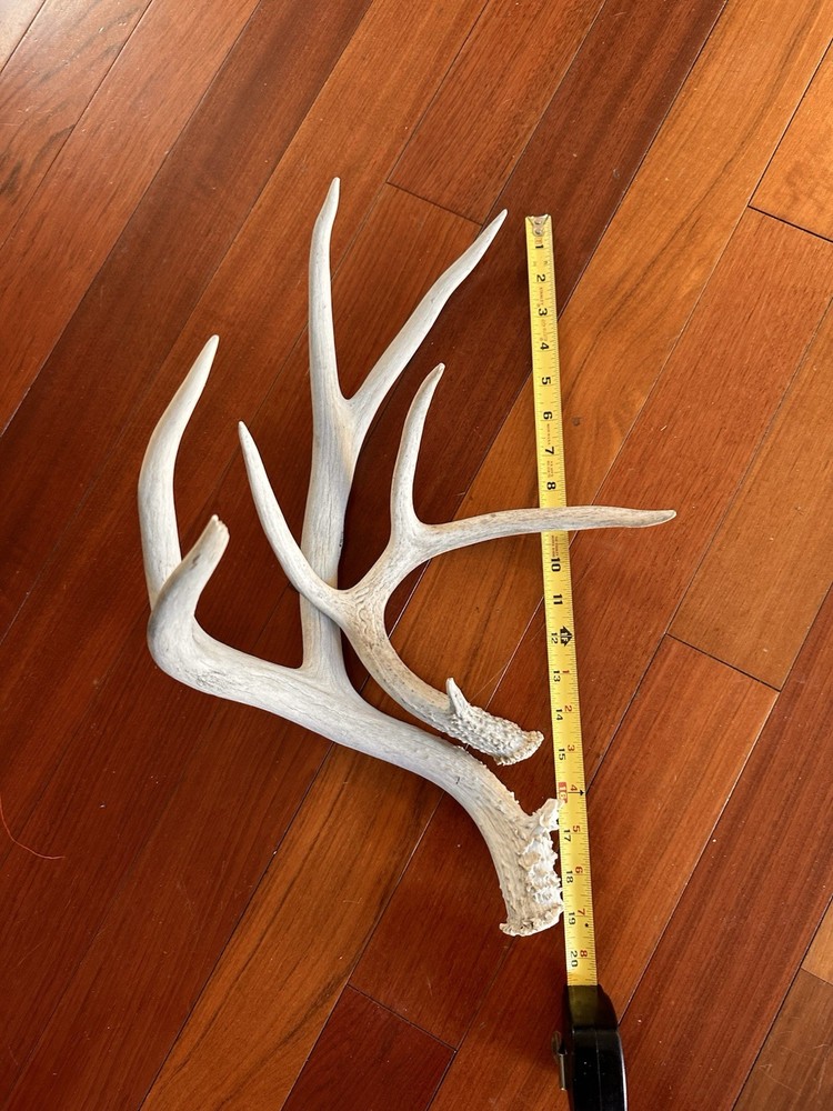 Deer Antlers Sheds Mule Deer Nevada