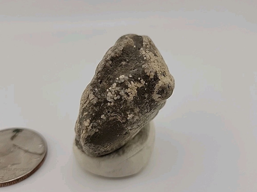 Real Permineralized Reptile Egg Fossil