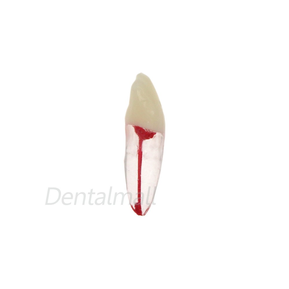 Dental Root Canal Practice Model Teeth Pulp Study RCT Endo File 1# 3# 4# 5# 6#