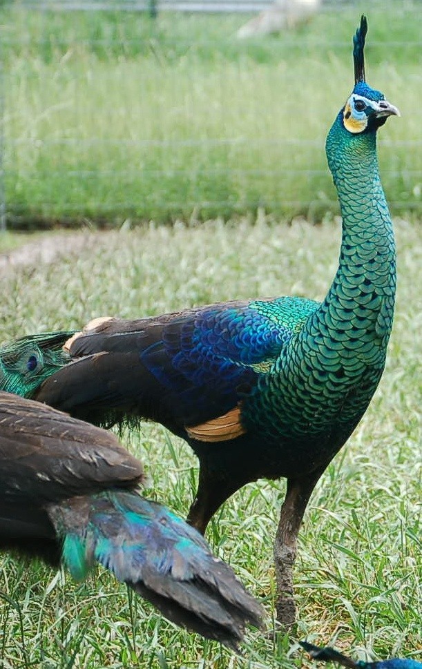 p1 Java Green Peacock Egg (Pavo muticus) – Fertile Hatching Eeacock hatching egg