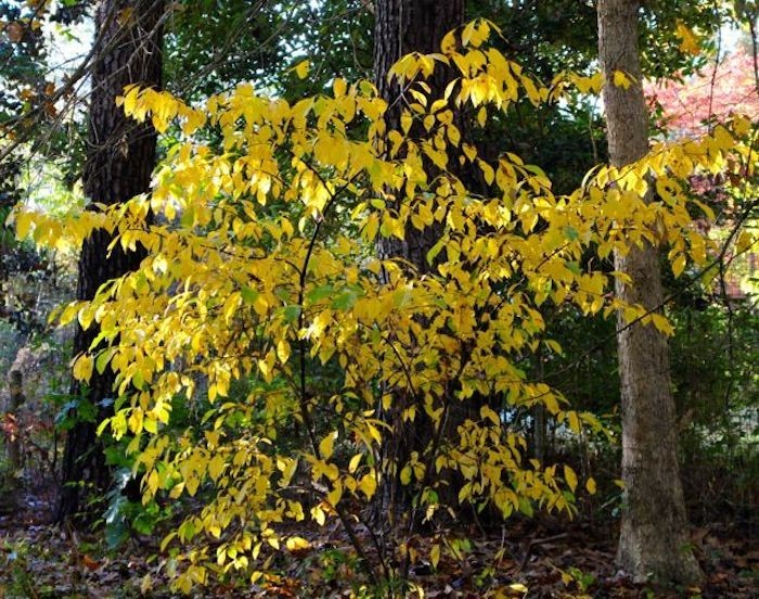1 Northern Spice 6-12" Bush Starter Plant Bare Root