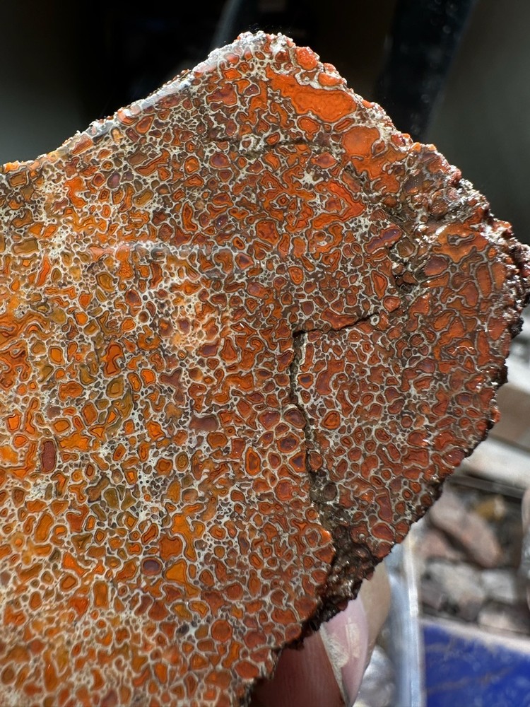 Dinosaur bone rough **hxtled end cut.