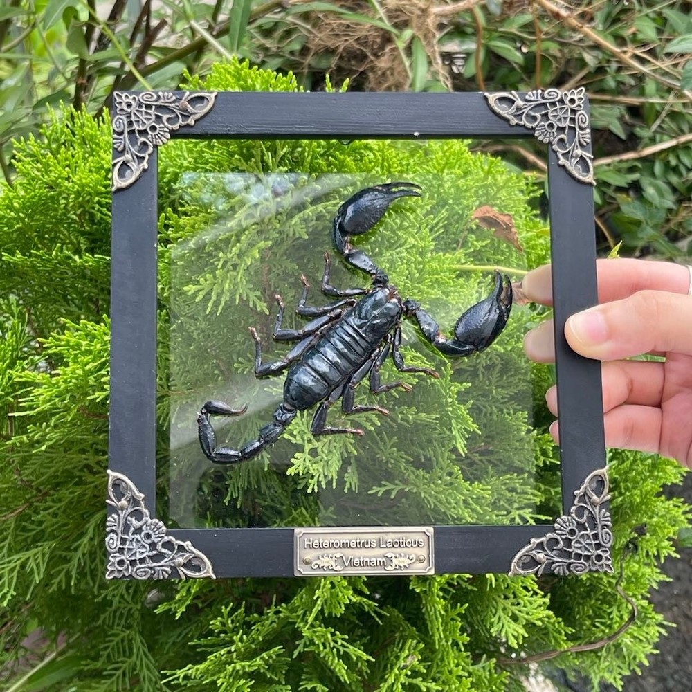 Framed Scorpion Real Insect 3D Display Case Unique Gift for Him Office Decor