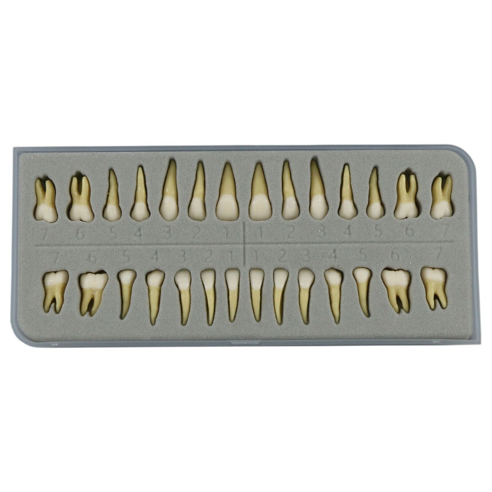 Dental 1: 1 Permanent Teeth Demonstration Implant Teaching Study Model 28pcs/kit