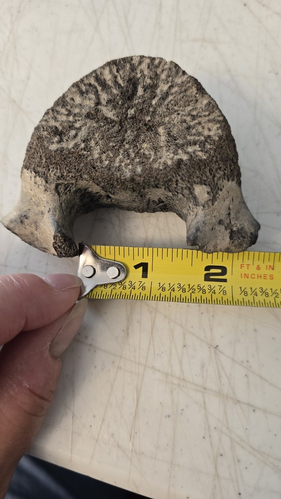 Fossilized Mosasaurus? Vertebra? Reptile Bone? Dinosaur? Real? Replica? READ