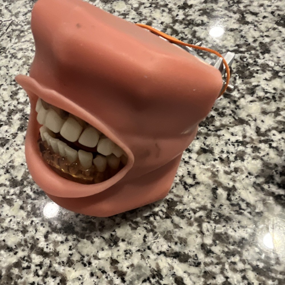 Dental Typodont Model with Gingiva and Teeth for Training and Practice