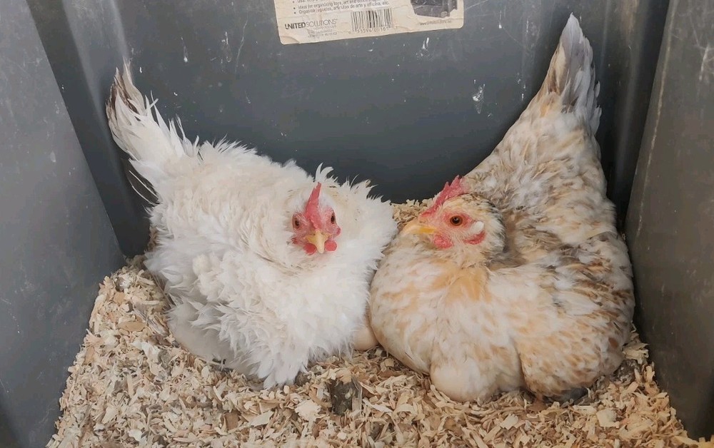 6+ Serama Hatching Eggs. Smooth and frizzle