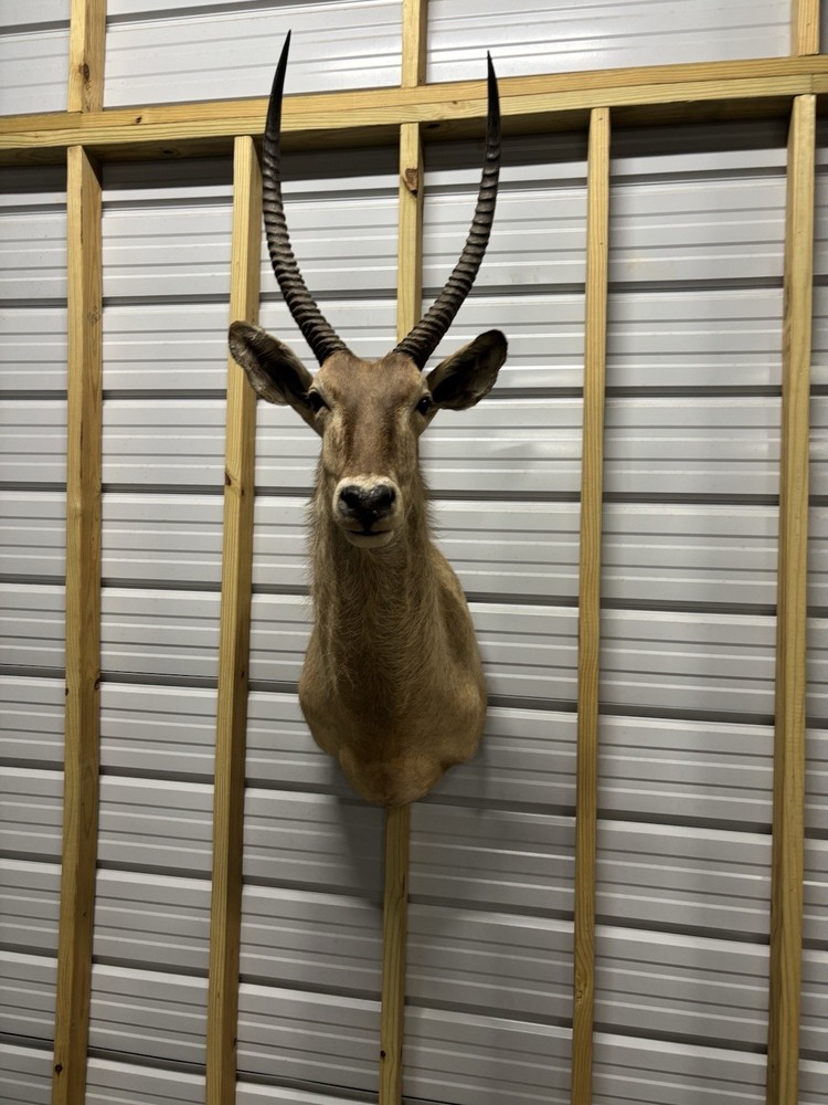 African Waterbuck Shoulder Mount