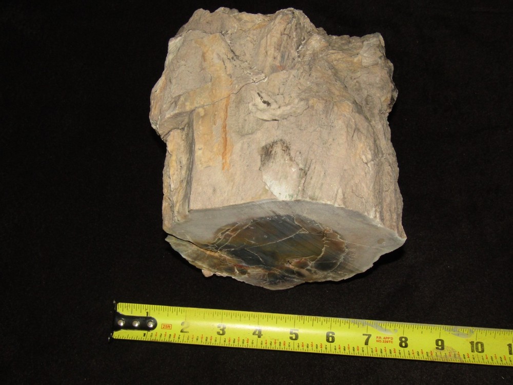 North Eastern Arizona petrified wood