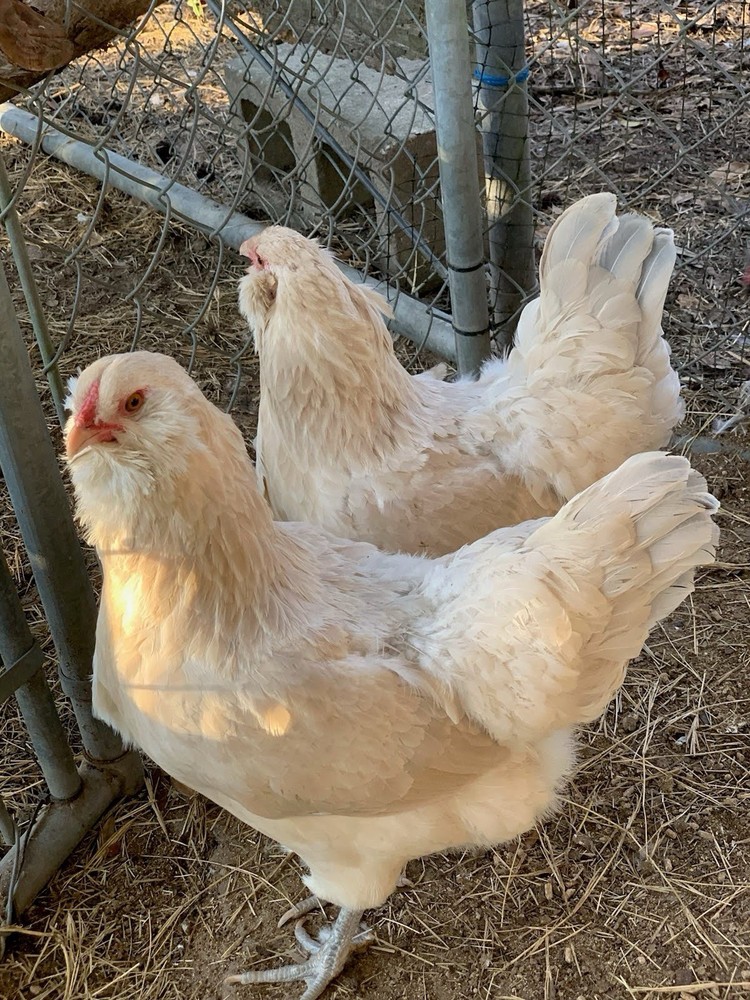 12+ Isabel AMERAUCANA PUREBRED Eggs