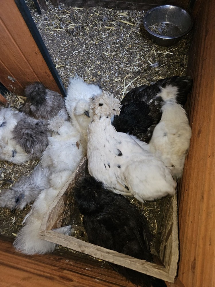 24 Silkie Hatching Eggs