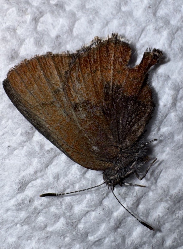 JS - Brown Elfin Butterfly  (Callophrys augustinus) 5