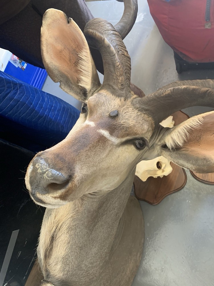 African Kudu