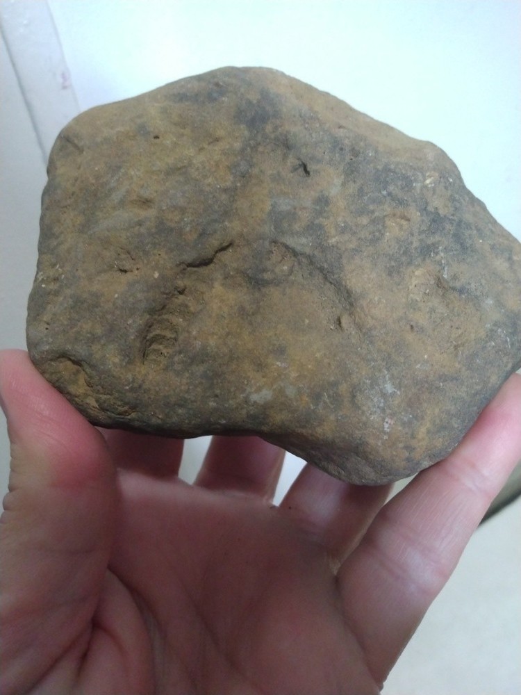 Fossil Worm Trail Segmented Segments Found Ozarks Arkansas Unusual