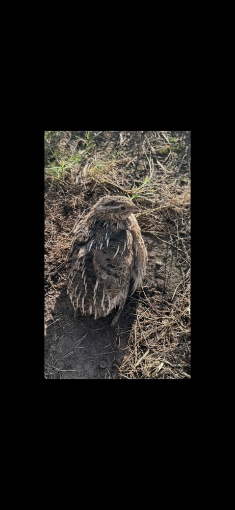 36+ Assorted Rare Coturnix Quail Hatching Eggs