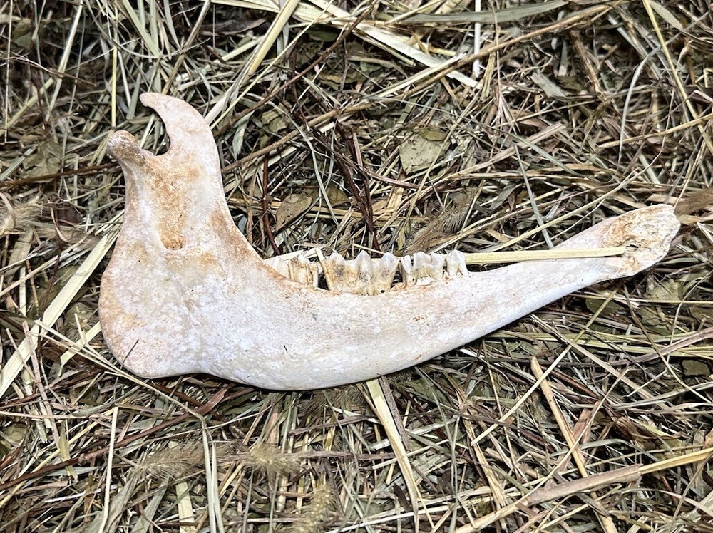 Small Cow Jaw Bones (sold Individually)