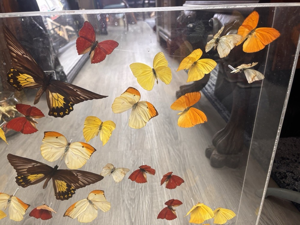 M.Hill Butterfly Collection Taxidermy