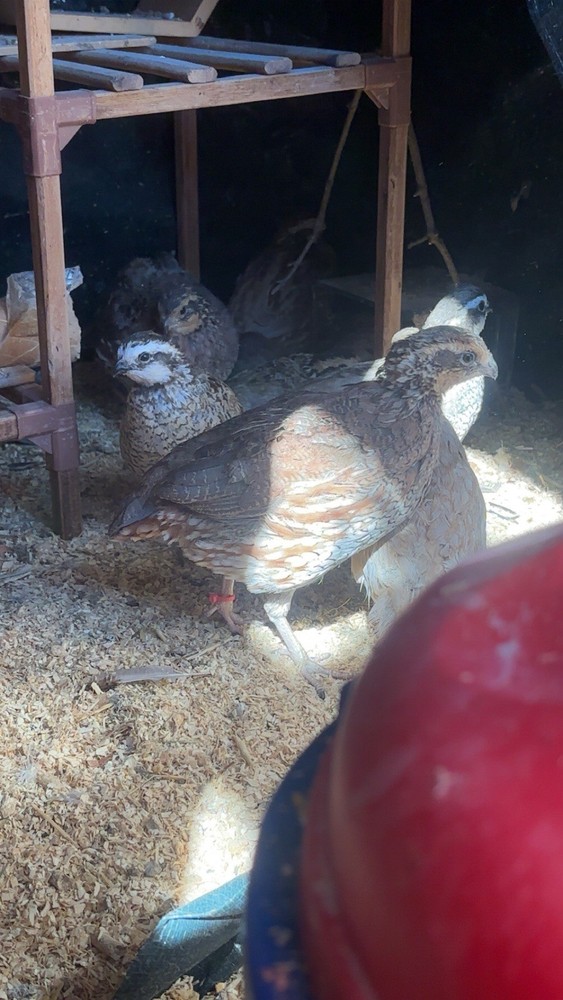 6+ Mixed Bobwhite Hatching Eggs