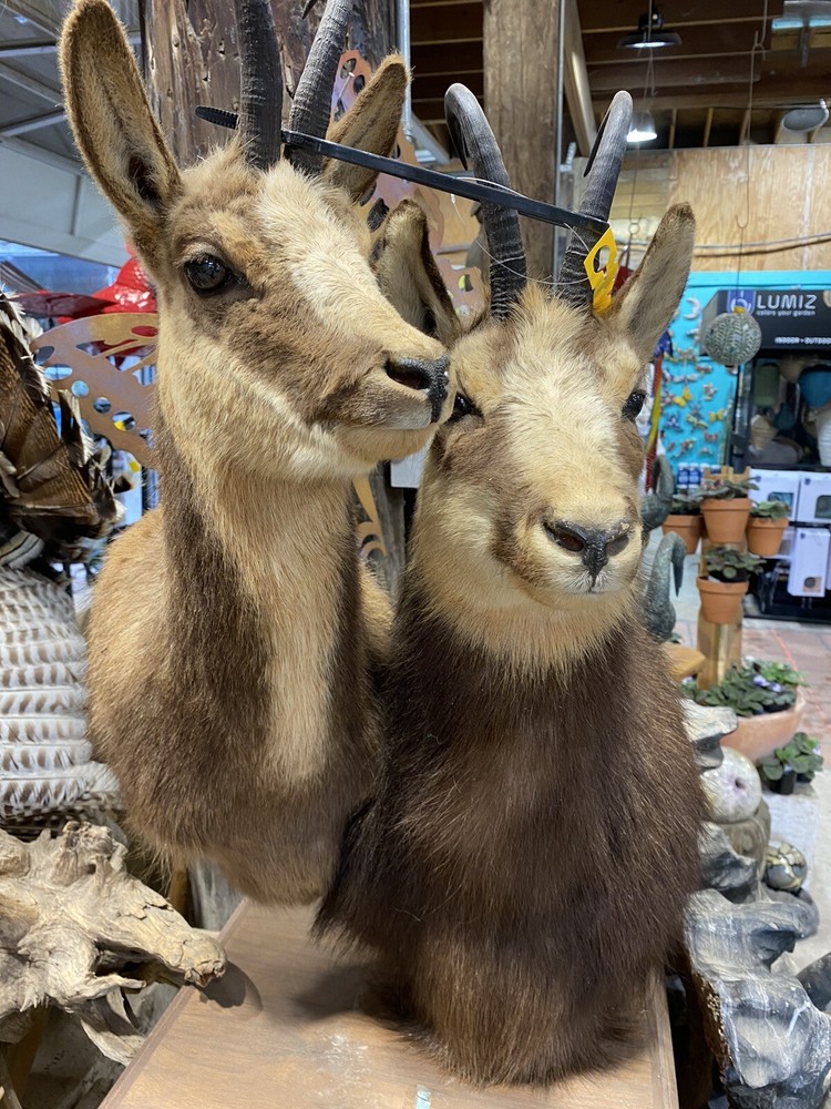 Taxidermy Chalmois pair