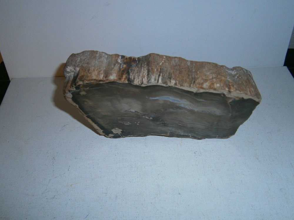 Petrified Wood Specimen