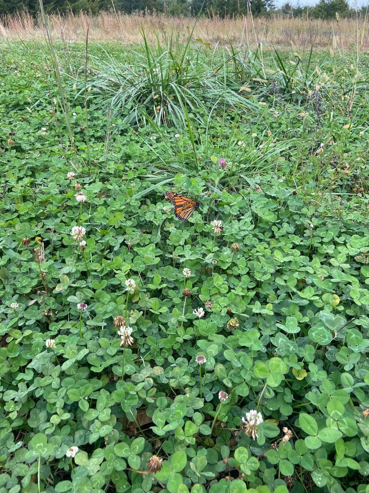 Attractive Multi-Year White Clover Food Plot Seed  for Deer/turkey - Spring/Fall
