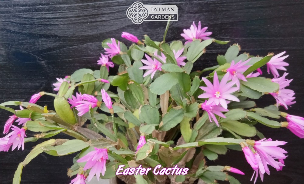 Easter Cactus (Rhipsalidopsis x graeseri) Whitsun Cactus - Multiple Sizes