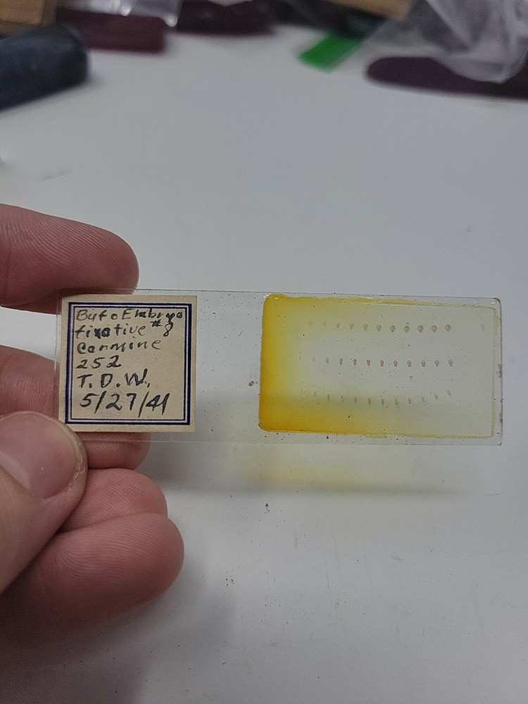 Vintage Microscope Slide 1941