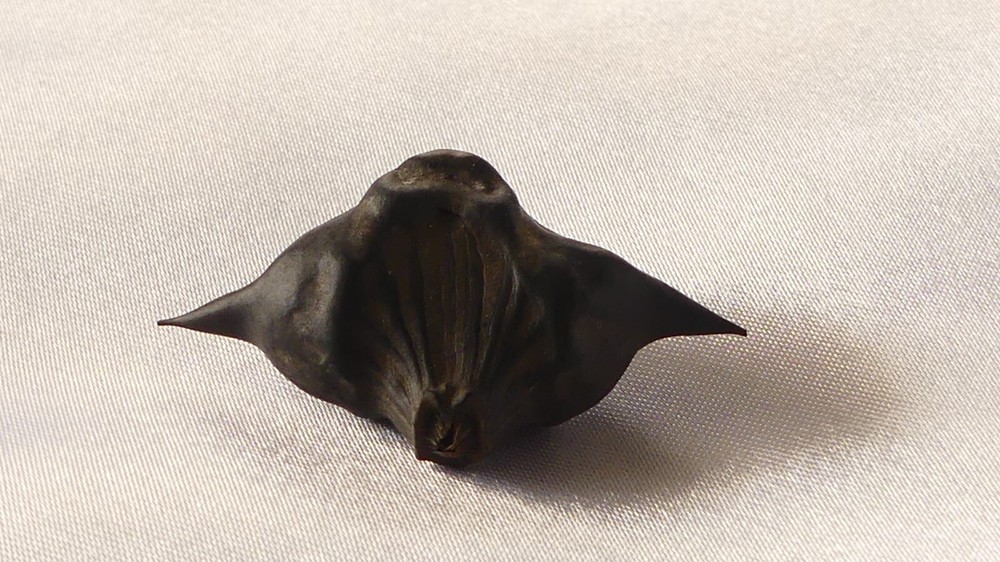 devil pod- bat nuts (3pcs)