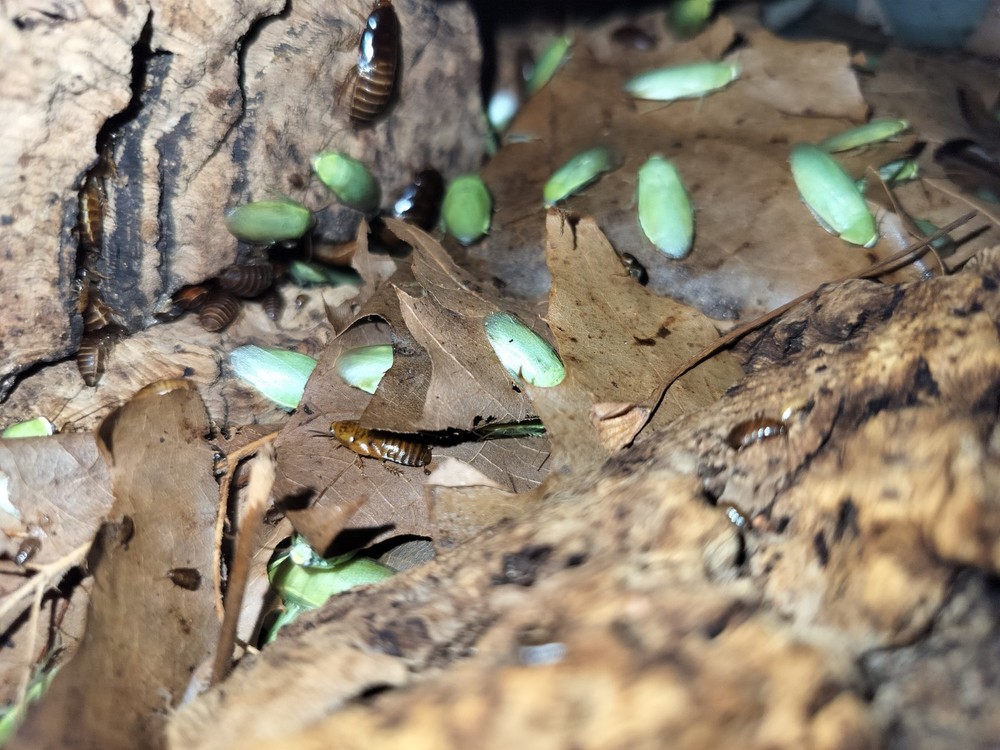30+ Green Banana Roach Nymphs