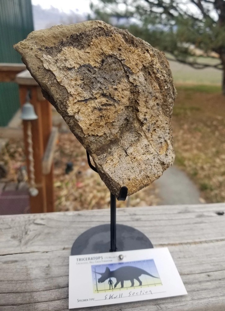 Nice Triceratops Skull Section Fossil Specimen Defined Cretaceous Hell Creek MT
