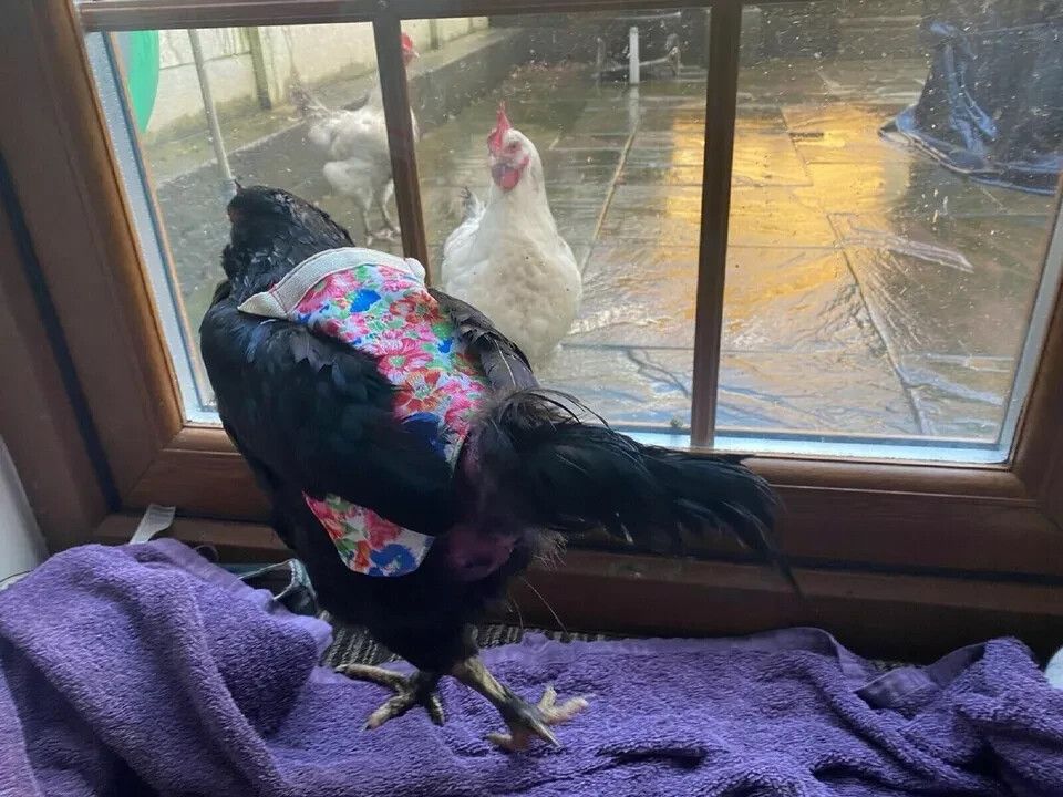 Chicken Saddle Adjustable Straps W Snaps Hen Apron Feather Protector Jacket Wing