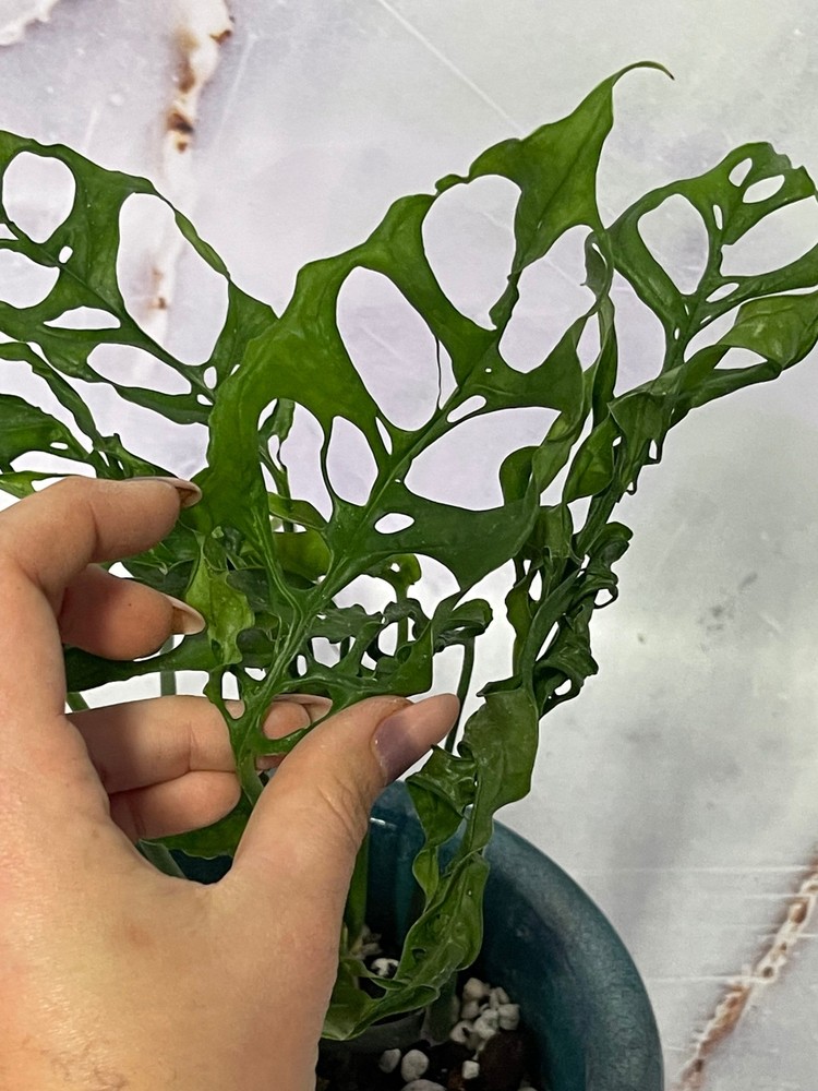 Monstera Obliqua Cutting and Rooted Plant