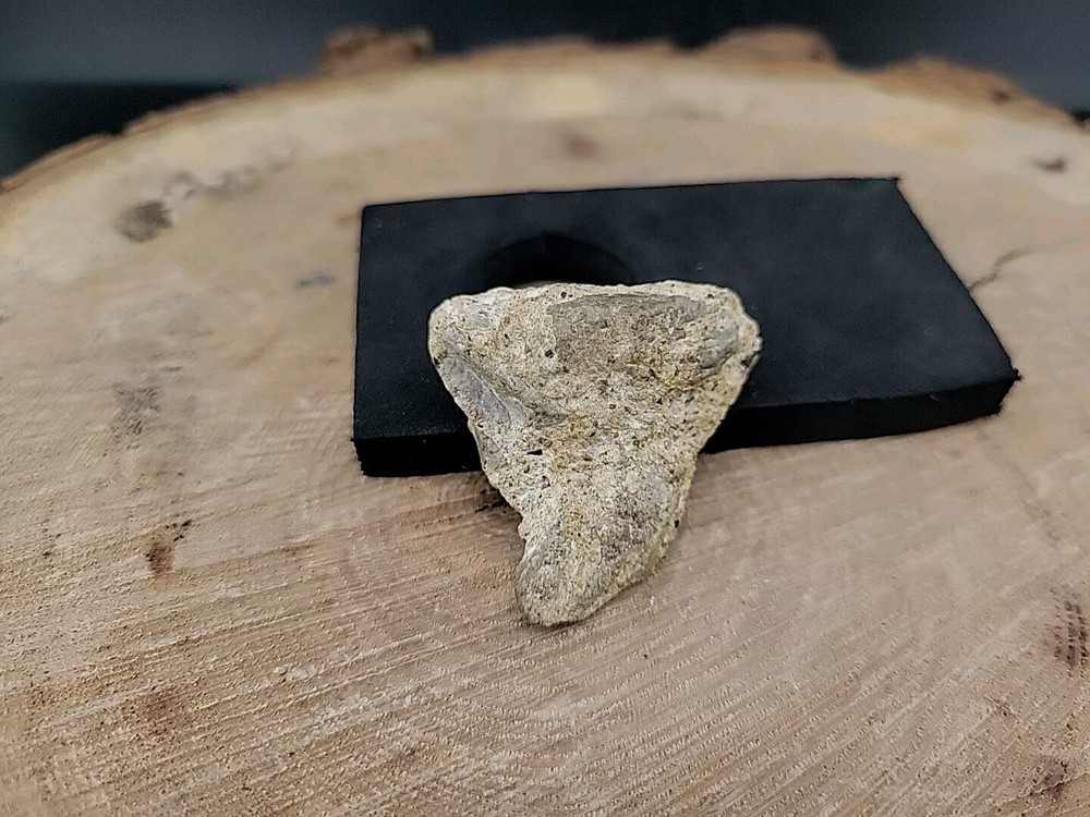 Real Dinosaur Fossilized Tooth Jaw Bone Piece Connected