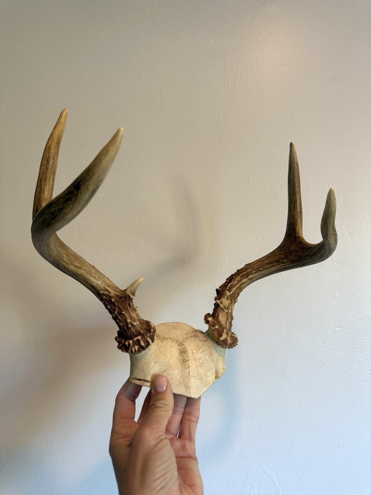 Skull Cap Deer Antlers