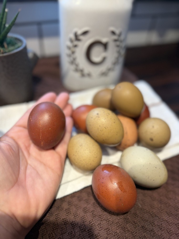 Black Copper Marans & Olive/Coffee/Earth Egger Hatching Eggs