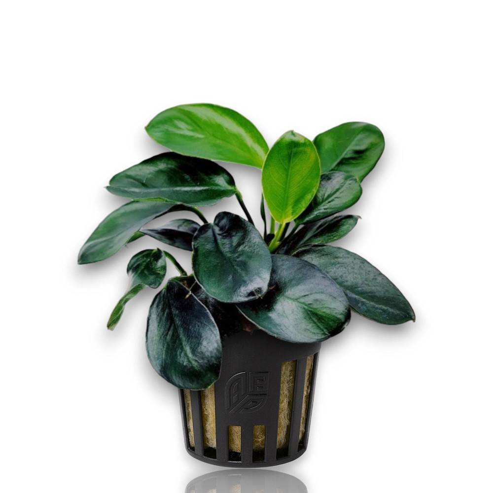 Anubias Dark Moon | Bulk Pack