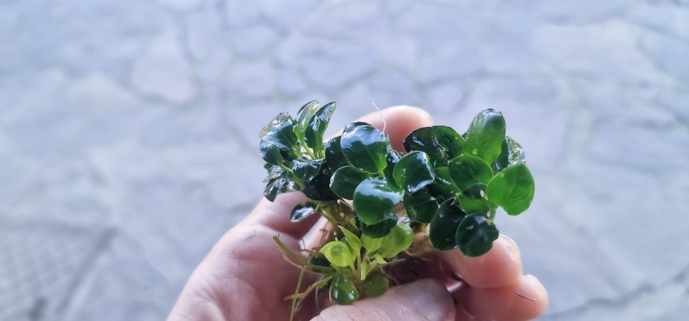 Anubias Micro 3 Rhizome 7/10cm