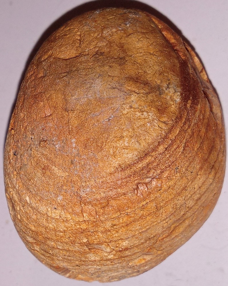 Petrified Fossil AZ Rough 202g