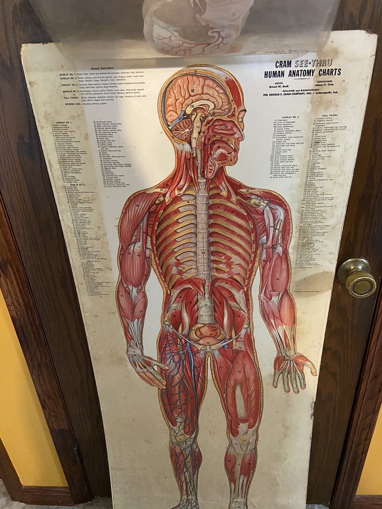Cram See-Thru Human Anatomical Flip Chart Muscular￼ System Oddity Thin Man 1962